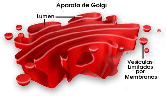Aparato de Golgi: ORGANELO EMPAQUETADOR Y EXPORTADOR. Características: -Tiene una membrana y está presente en eucarionte animal y vegetal.
