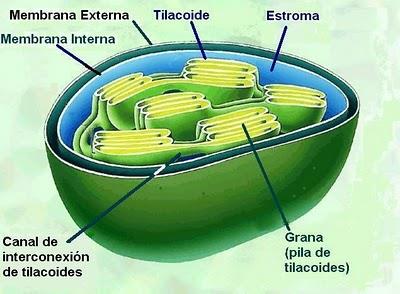 Plastidios: Cloroplastos Características: -Tienen dos membranas, y en el interior se encuentra el estroma donde hay enzimas para la fotosíntesis.