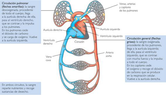 Los capilares son vasos sanguíneos muy finos que conectan las arterias y las venas.