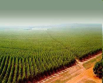 EN DEFINITIVA, TENEMOS MUCHOS PROBLEMAS BRASIL Plantación de eucaliptos con certificación FSC Disponen