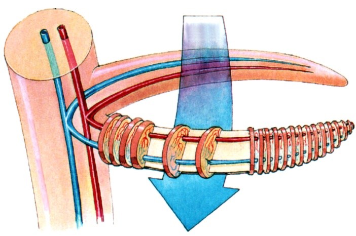 branquial El intercambio de gases se realiza a través de las branquias que son prolongaciones de la superficie corporal altamente vascularizadas.