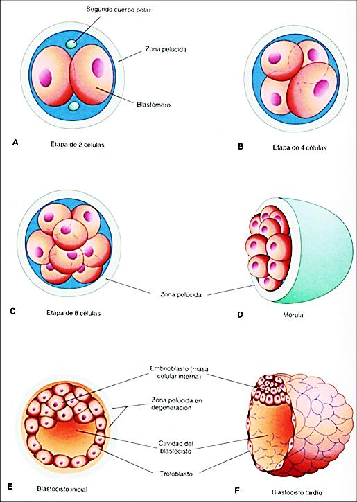 9 Periodo prenatal. Desarrollo del embarazo Ilustración 6. Segmentación del cigoto y formación del blastocito.