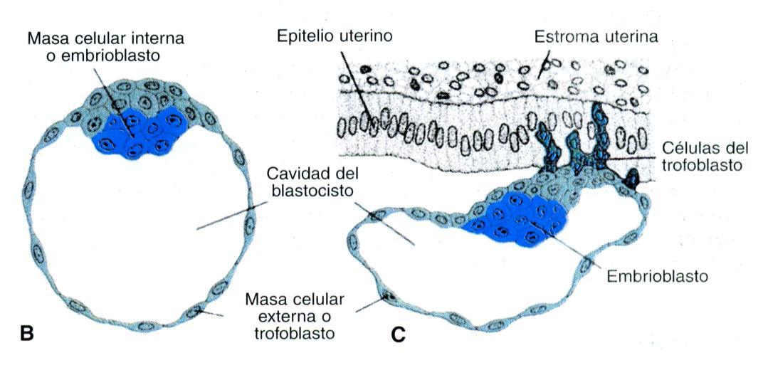 10 Periodo prenatal. Desarrollo del embarazo Ilustración 7. Fijación del blastocisto al epitelio endometrial y primeras etapas de su implantación.b) A los 4 días y medio aproximadamente.