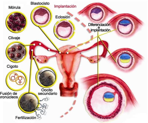 13 Periodo prenatal. Desarrollo del embarazo Ilustración 10. Blastocisto humano de 13 días.