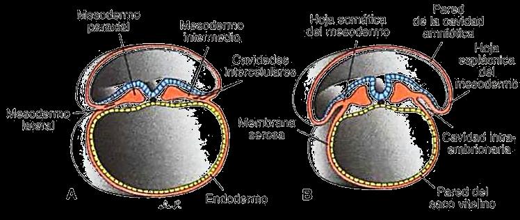 19 Periodo prenatal. Desarrollo del embarazo Ilustración 17. Neurulación. Corte transversal de un embrión de A 19 días.