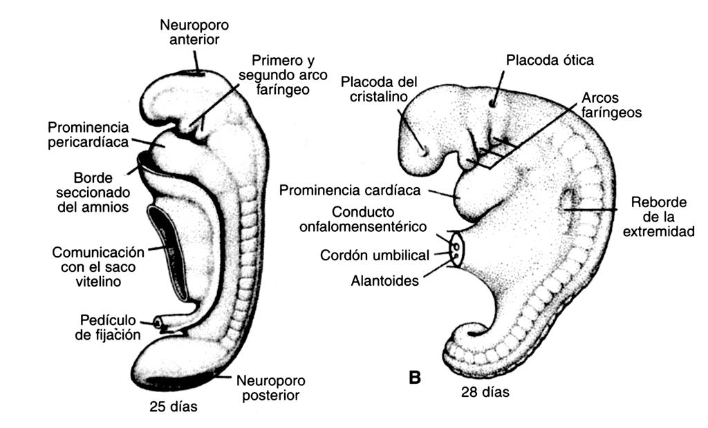 21 Periodo prenatal. Desarrollo del embarazo Ilustración 19. Formación del intestino primitivo.