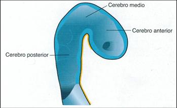 26 Periodo prenatal. Desarrollo del embarazo Ilustración 26. Esquema de los pares craneales correspondientes a cada uno de los arcos branquiales.