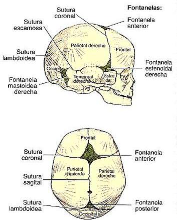 36 Periodo prenatal. Desarrollo del embarazo 2) Osificación secundaria: Ilustración 35. Fontanelas. La mayor parte de nuestros huesos tiene este tipo de osificación.