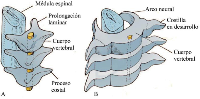 39 Periodo prenatal. Desarrollo del embarazo Ilustración 38. Formación de la columna vertebral en diversas etapas de desarrollo. A.