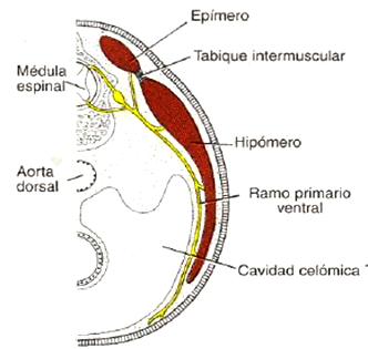 41 Periodo prenatal. Desarrollo del embarazo Ilustración 40. Del miotoma migran células que se disponen en la zona dorsal, lateral o ventral.