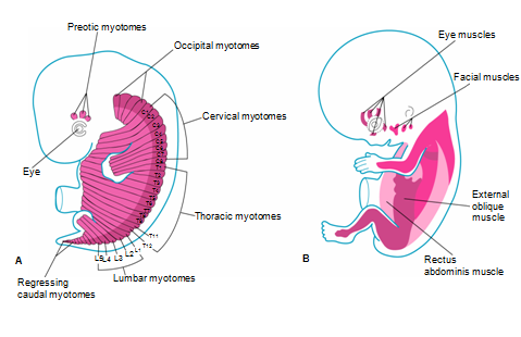 42 Periodo prenatal. Desarrollo del embarazo 1 er arco: Músculos de la masticación. 2º arco: Músculos faciales. 3 er arco: Músculos estilofaríngeo.