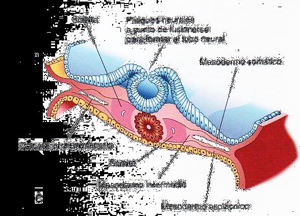 Músculo cardíaco: Proviene de la hoja esplácnica del mesodermo lateral que circunda al tubo cardíaco. Ilustración 43.