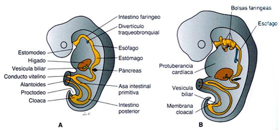 49 Periodo prenatal. Desarrollo del embarazo 4. Sistema digestivo El intestino primitivo se forma durante la 4ª semana, a partir de la porción de saco vitelino que se incorpora en el embrión (Fig.