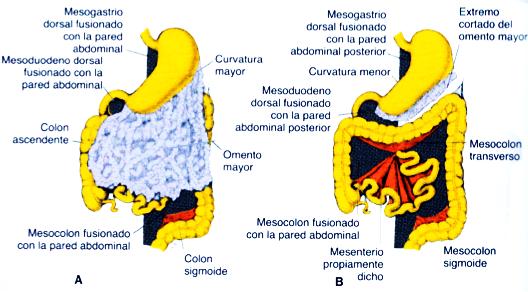 53 Periodo prenatal. Desarrollo del embarazo Ilustración 52. Vista frontal de las asas intestinales con (A) el omento mayor y (B) una vez extirpado este mismo.