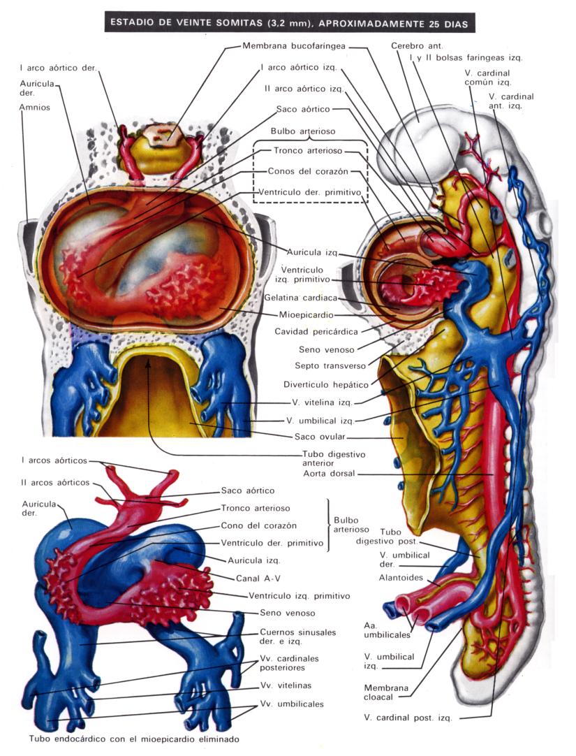 57 Periodo prenatal. Desarrollo del embarazo Ilustración 54. A finales de la 4ª semana, los ventrículos siguen creciendo y sus membranas se fusionan para formar el tabique interventricular muscular.