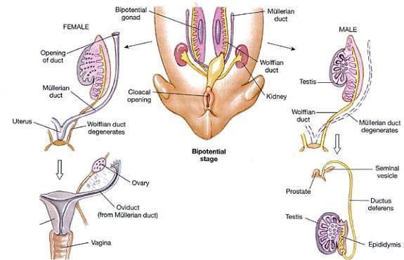 72 Periodo prenatal. Desarrollo del embarazo 2) Etapa diferenciada Ilustración 66. Diferenciación de las gónadas.