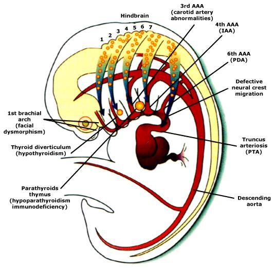 79 Periodo prenatal. Desarrollo del embarazo Bolsas faríngeas El embrión humano posee cinco pares de bolsas faríngeas. La última es atípica y a menudo se considera parte de la cuarta (Fig. 71).