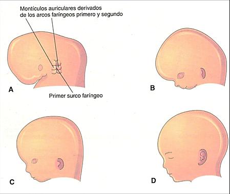 84 Periodo prenatal. Desarrollo del embarazo membrana en la ventana oval. La pared de la cavidad timpánica está revestida con epitelio endodérmico.