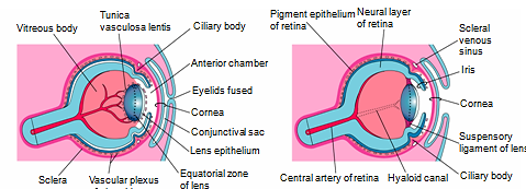 85 Periodo prenatal. Desarrollo del embarazo El ectodermo de superficie da lugar al cristalino, al epitelio de las glándulas lacrimales, párpados, conjuntiva y córnea.