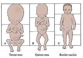 90 Desarrollo fetal. Características del feto a término V. DESARROLLO FETAL. CARACTERÍSTICAS DEL FETO A TÉRMINO A.