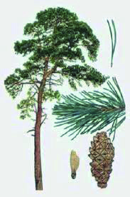 Los pinos son coníferas. Son, por tanto, perennifolias, con fruto en forma de piña y hojas aciculares o en forma de aguja.