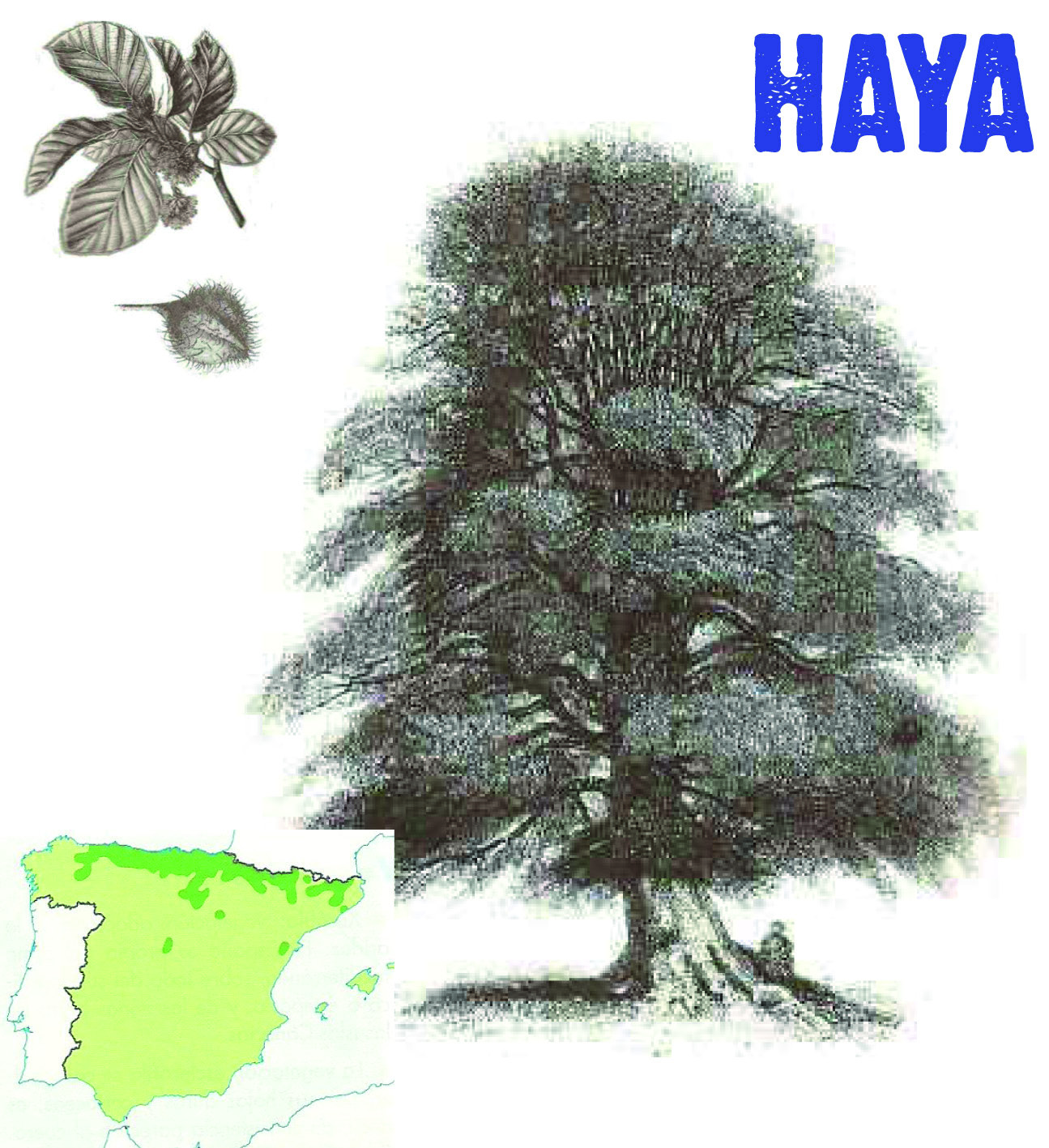 El haya (Fagus Sylvatica) es una especie que tolera mal el calor y muy bien el frío y exige gran humedad.