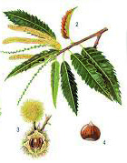 El cataño (Castanea sativa) es una frondosa caducifolia de hasta 30 metros que forma parte de los bosques atlánticos umbrófilos del clima oceánico (región eurosiberiana) aunque también se da en los
