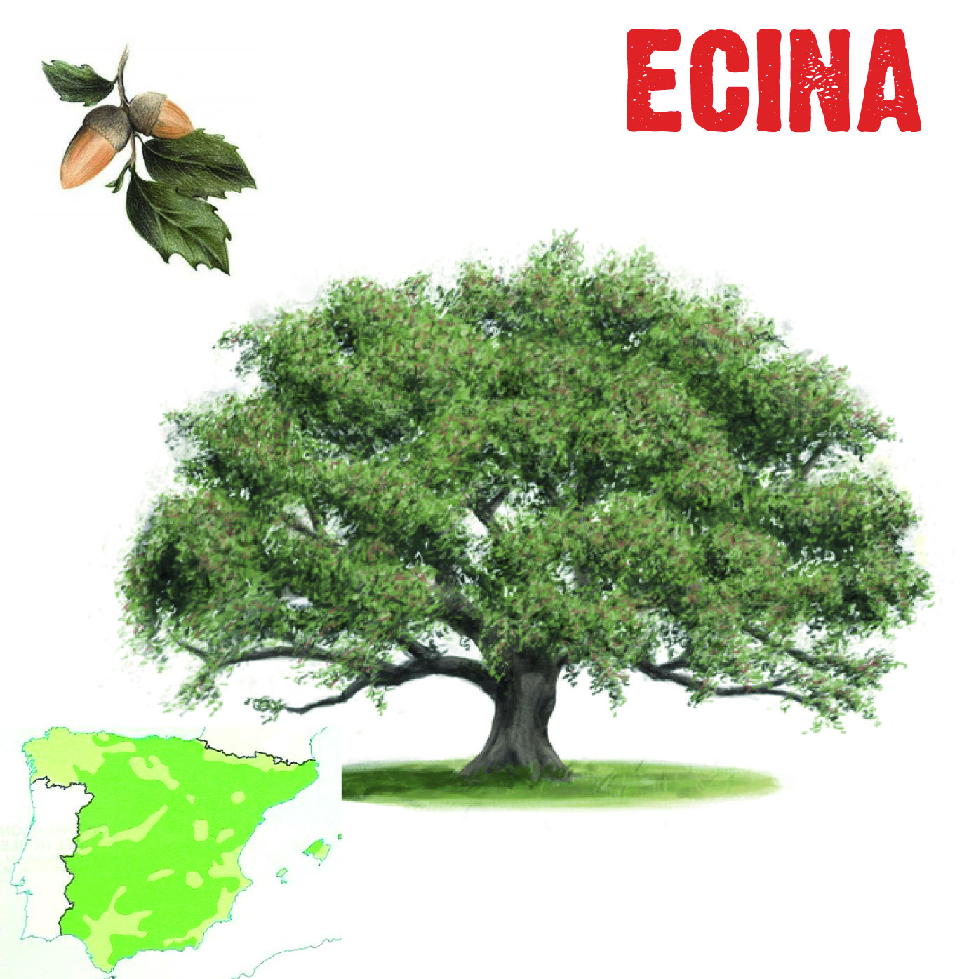 La encina (Quercus ilex) es una especie característica de los bosques perennifolios mediterráneos. Es un todoterreno en España, el árbol más extendido.