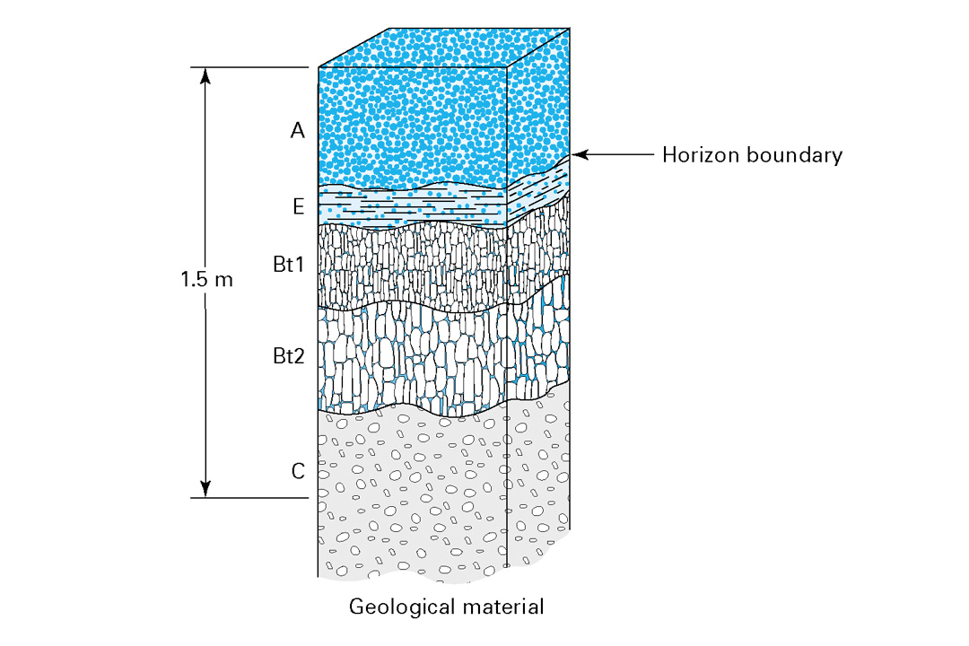 El horizonte A ha acumulado la mayor cantidad de materia orgánica debido a la descomposición de raíces.