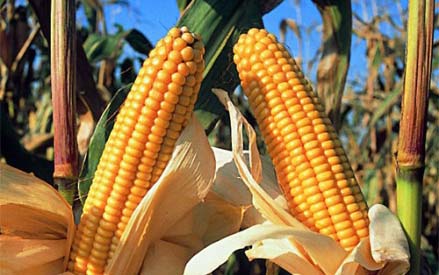 4. Cultivos transgénicos hoy Global Status of Commercialized Biotech/GM Crops: 2010 1996 2009: 15 años de cultivos trangénicos http://www.isaaa.