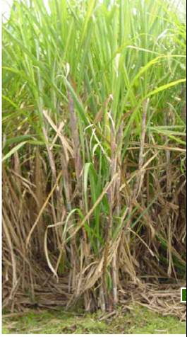 3.- El cultivo de caña a de azúcar en el Ingenio Aarón n Sáenz S Garza Distribución de variedades Variedades Ingenio Aarón
