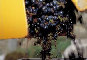 Las aplicaciones en maceración, fermentación y vinificación La pasión por el vino la comparten desde hace muchos años los productores y enólogos, con los investigadores del Grupo Air Liquide.