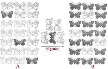 Migración - Es el movimiento de individuos o cualquier forma de introducción de genes de una población a otra - La migración aumenta la diversidad y la tasa puede ser considerable, lo que origina