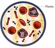 2.- EL APARATO CIRCULATORIO Su función es llevar a todas las células del organismo los nutrientes absorbidos en la digestión y el oxígeno obtenido en los pulmones y recoger los desechos que producen