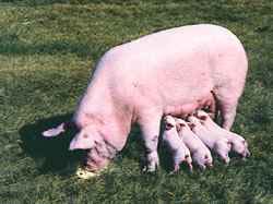 Cerdo transgénico para el precursor de la hormona de crecimiento proteasa resistente (GHRH).