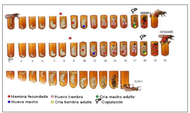 Figura 5. Proceso de entrada en la celda de Varroa destructor hembra fundadora Vandame et al (1998). Ingreso de la Varroa a las celdillas Figura 6. Ciclo de vida de Varroa destructor.