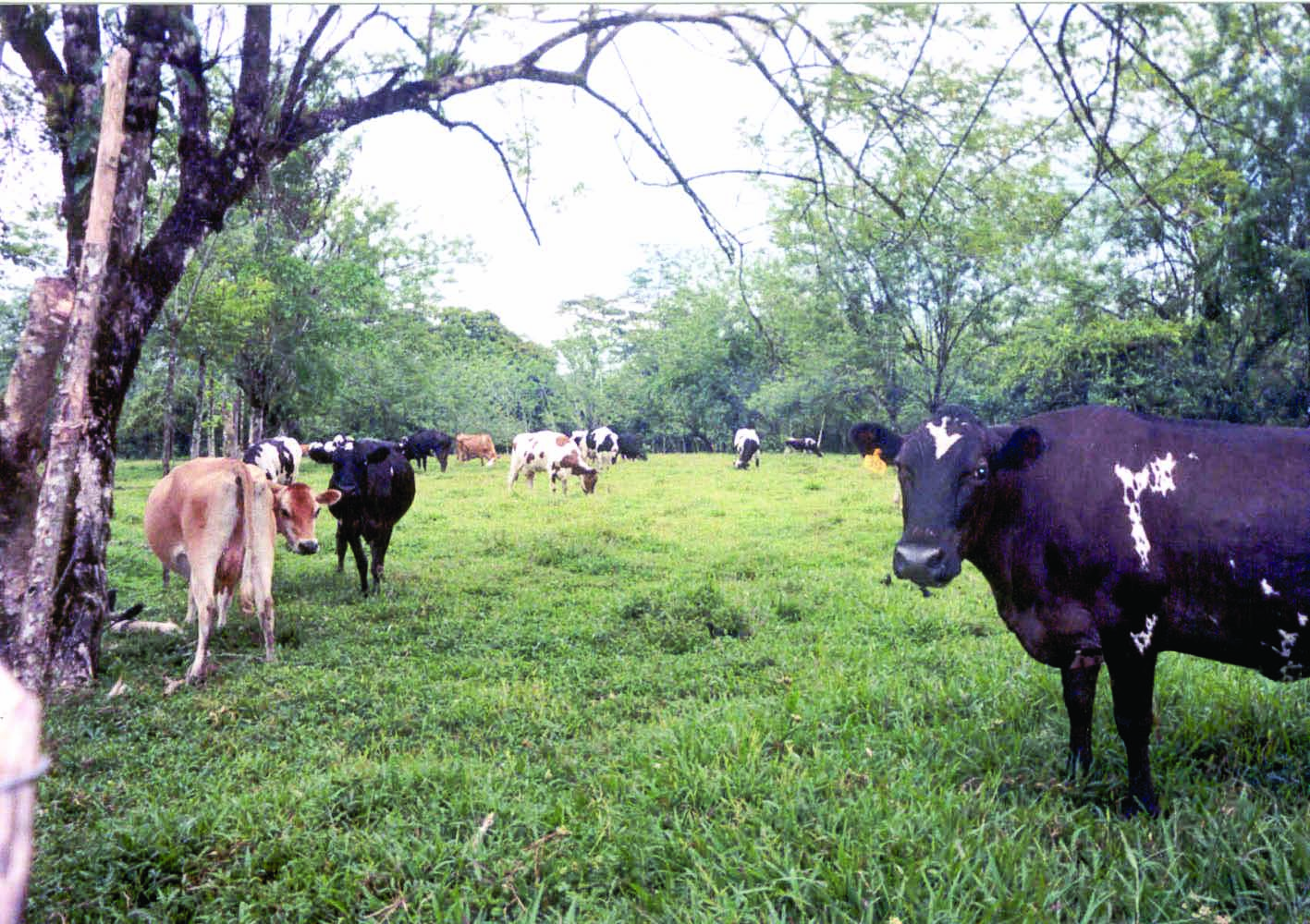 Cuadro 5. Conocimiento local sobre las categorías de clasificación de los frutos consumidos por el ganado en Cañas y Río Frío, Costa Rica.