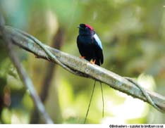 Especies de aves que están en peligro en Esparza, Costa Rica por reducción de su hábitat natural Campanero tricarunculado (Procnias tricarunculata) Búho