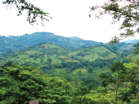 Introducción En Centroamérica muchos paisajes han sido fragmentados, deforestados y transformados en áreas agropecuarias, lo cual ha generado mosaicos de pequeños relictos de bosque inmersos en una