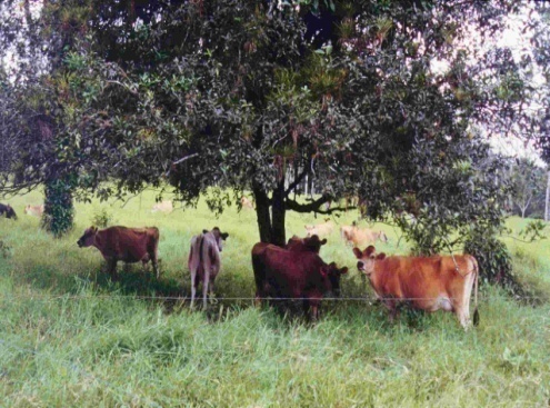 Producción de leche y tasa respiratoria en vacas Jersey con y sin árboles en potrero (Souza 2000) Tratamiento Producción leche (kg/vaca/día) Tasa respiratoria (respiraciones/min) Sin árboles * 11.