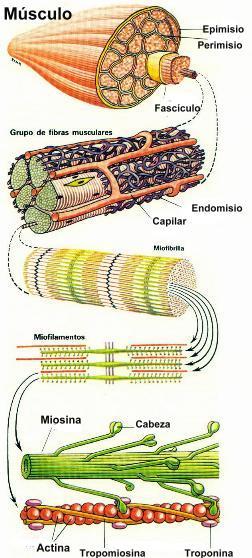 2.-NEURONAS MOTORAS Y RECEPTORES SENSORIALES DE LOS MÚSCULOS 2.1.- LAS MOTONEURONAS Y LA CONTRACCIÓN MUSCULAR. Las motoneuronas o neuronas motoras establecen sinapsis con las fibras musculares.