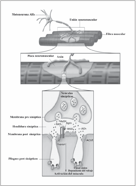 Los botones sinápticos localizados en las ramificaciones del axón penetran hasta una región especializada de la membrana de la fibra muscular denominada placa terminal (o placa motora) El