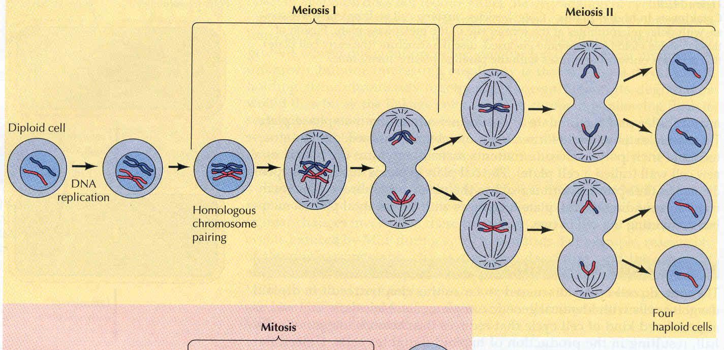 Dos divisiones consecutivas La reducción en el número de cromosomas se origina de dos procesos de división nuclear y