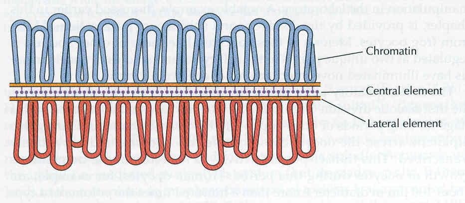 Complejo sinaptonémico Esta estructura, presente solamente durante la profase meiótica, sería la mediadora estructural del proceso de