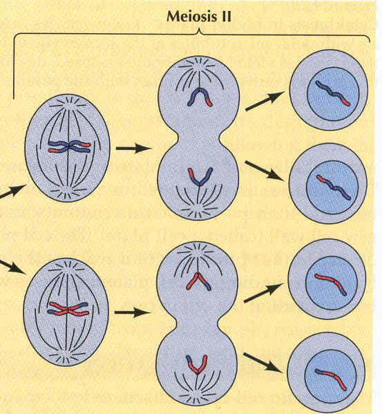 La meiosis II inicia inmediatamente después de la citocinesis, antes de que los cromosomas se descondensan Parece una mitosis En la metafase II los cromosomas se alinean en el huso y los