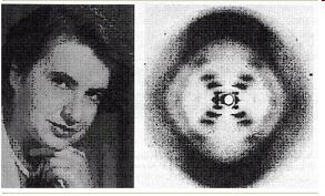 La estructura del ADN Figura: Rosalind Franklin y la fotografía del ADN por difracción de rayos X que lograra obtener en 1952.
