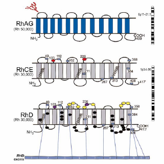 SISTEM Rh Modo de Herencia del Sistema Rh Rh - positivo Rh - negativo (1) (2) El sistema Rh se hereda en base a 2 loci ligados en el brazo corto del cromosoma 1.