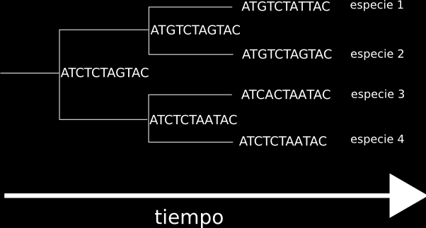 Alineación de secuencias Las secuencias que son similares entre diferentes organismos, sugieren una relación de tipo evolutivo.