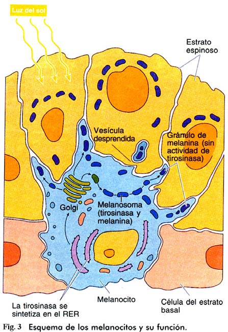 (hialina), homogénea y eosinófila. Los núcleos de sus células han desaparecido. Este estrato sólo está presente en regiones de la piel sometida a fuerte desgaste (con una desarrollada epidermis).