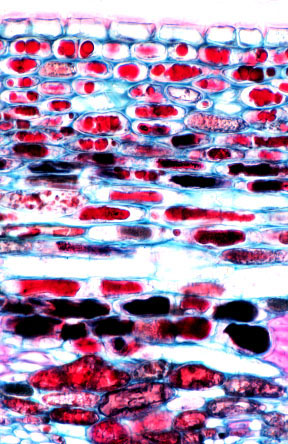 En este corte de un tallo muchas de las células se ven anaranjadas o rojizas. Esto se debe a la presencia de taninos en su vacuola.